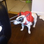 Mia Blind Jack Russell Halo