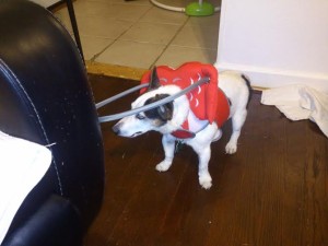 Mia Blind Jack Russell Halo