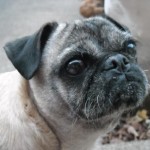 Peanut Blind Pug Halo