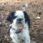 Muggle Blind Shih Tzu Halo