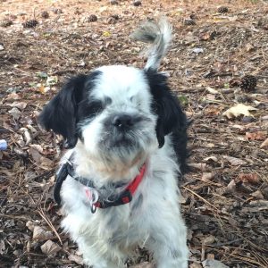 Muggle Blind Shih Tzu Halo