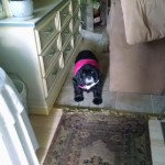 Dolly Blind Cocker Spaniel Halo