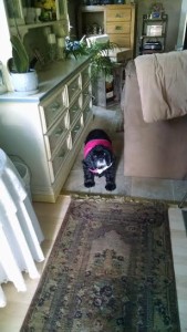 Dolly Blind Cocker Spaniel Halo