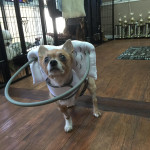 Wickett Blind Chihuahua mix Halo