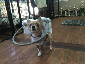 Wickett Blind Chihuahua mix Halo