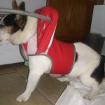 Mia Blind Jack Russell Halo