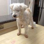 Peaches Blind Toy Poodle Halo