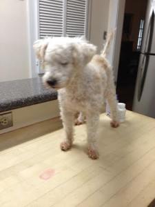 Peaches Blind Toy Poodle Halo