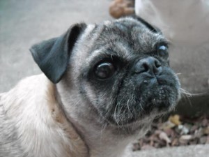 Peanut Blind Pug Halo
