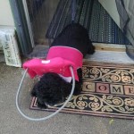Dolly Blind Cocker Spaniel Halo