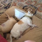 Maxwell Blind Chihuahua Halo