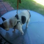 Mia Blind Jack Russell Halo