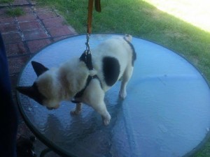Mia Blind Jack Russell Halo