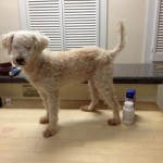 Peaches Blind Toy Poodle Halo