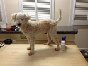 Peaches Blind Toy Poodle Halo