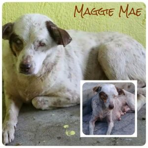 Maggie Mae Blind Dog
