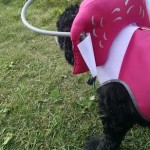 Dolly Blind Cocker Spaniel Halo