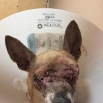 Maxwell Blind Chihuahua Halo