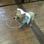 Wickett Blind Chihuahua mix Halo