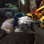 Tucker Blind Shih Tuz Halo