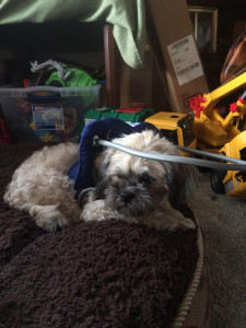 Tucker Blind Shih Tuz Halo