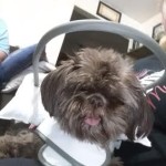 Hershey Blind Shih Tzu Halo