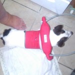 Mia Blind Jack Russell Halo