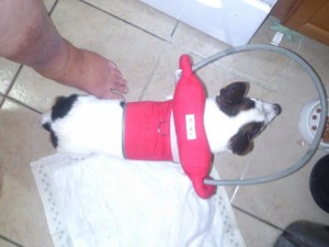 Mia Blind Jack Russell Halo