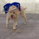 Bartholomew Blind Terrier Halo