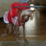 Ms. Tia blind Chinese Crested halo