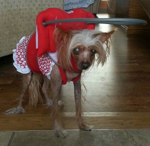 Ms. Tia blind Chinese Crested halo