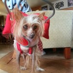 Ms. Tia blind Chinese Crested halo