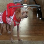 Ms. Tia blind Chinese Crested halo