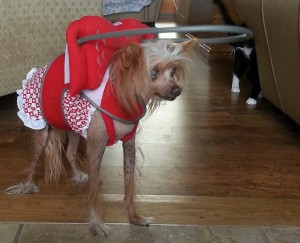 Ms. Tia blind Chinese Crested halo