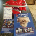 Ms. Tia blind Chinese Crested halo