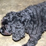 Alexis Blind Cocker Spainiel Halo