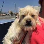 Bartholomew Blind Terrier Mix Halo