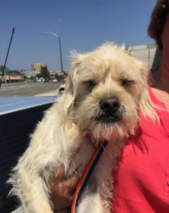 Bartholomew Blind Terrier Mix Halo
