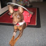 Blurry Blind Min Pin Halo