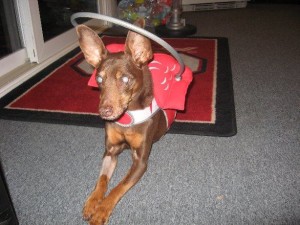 Blurry Blind Min Pin Halo