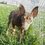 Blurry Blind Min Pin Halo