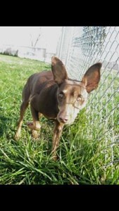 Blurry Blind Min Pin Halo