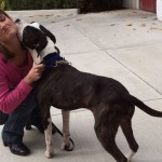 Brownie Blind Pit Bull Halo