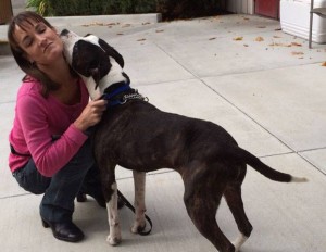 Brownie Blind Pit Bull Halo