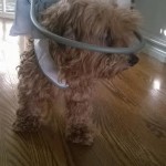 Cinnamon Blind Terrier Mix Halo