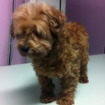 Cinnamon Blind Terrier Mix Halo