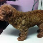 Cinnamon Blind Terrier Mix Halo