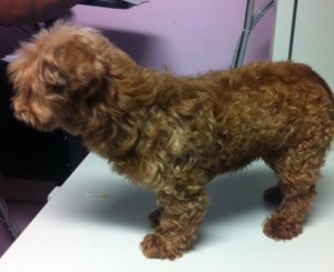 Cinnamon Blind Terrier Mix Halo