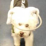 Elmer Blind Cockapoo Halo