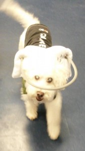 Elmer Blind Cockapoo Halo
